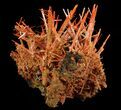 Bright Orange Crocoite Crystals - Tasmania #64363-3